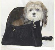 Dog inside the shoulder carrier