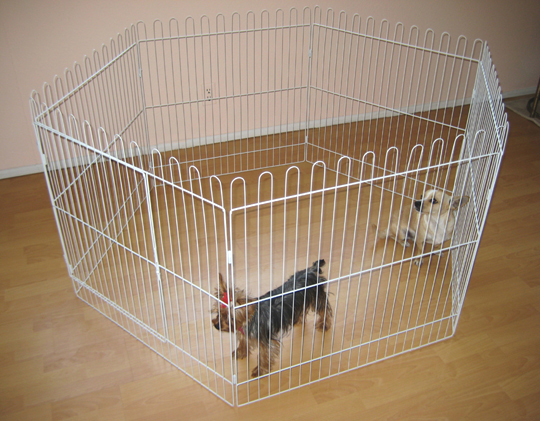 White exercise dog pen